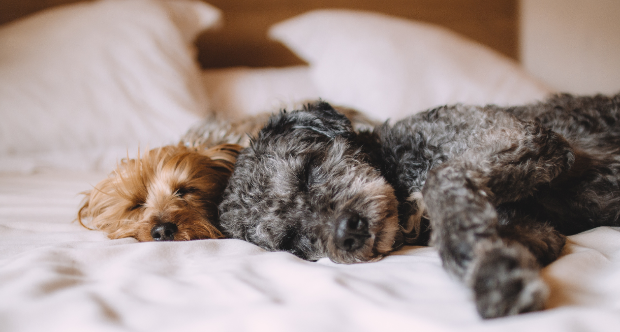 Why do dogs sleep so much?