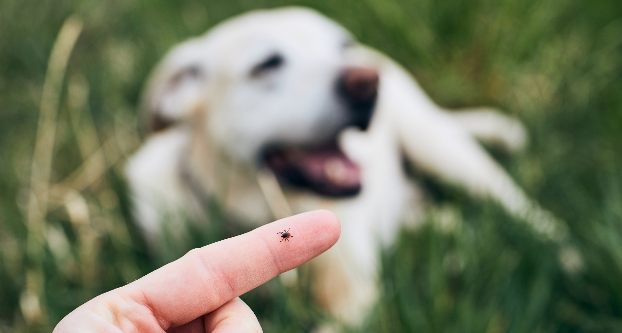 Tick alarm: prevention, detection and removal