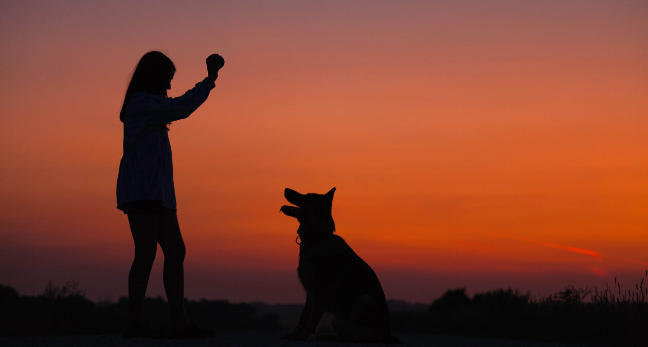 Walking your dog in the dark: how to be safe when out and about with your dog