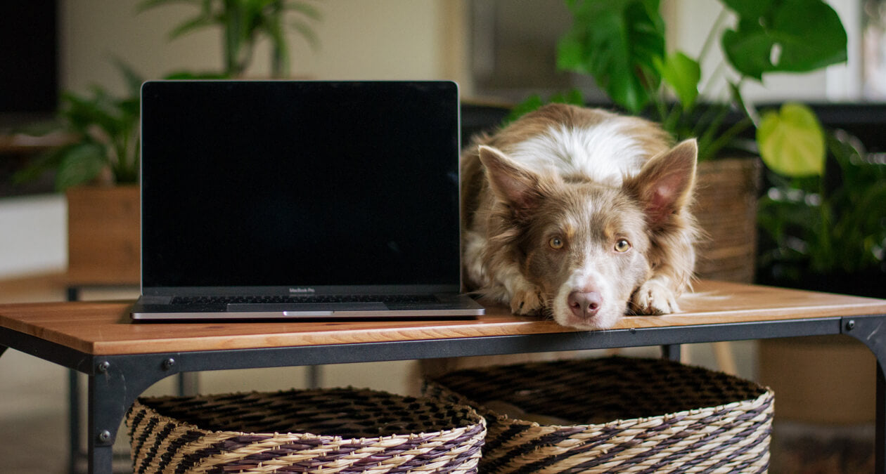 Home office with a dog: what you should bear in mind