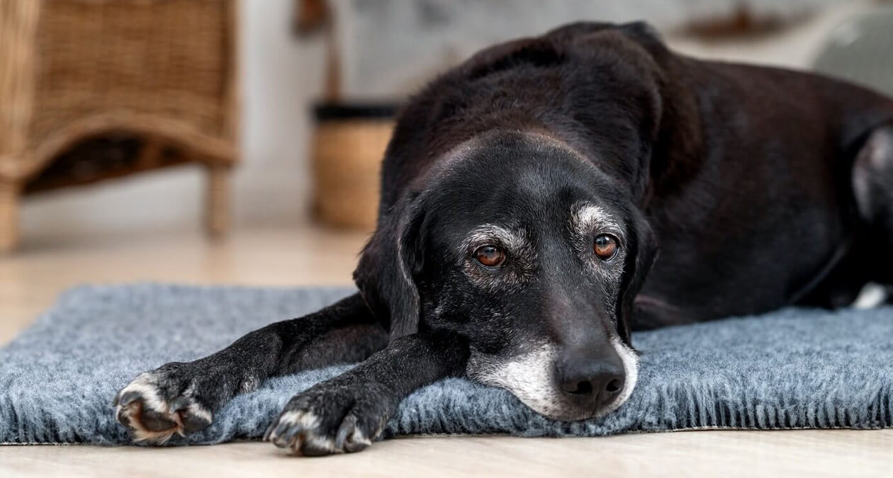 Dogs in old age: what you need to know