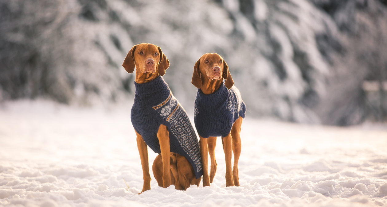 Dog clothing in winter: How useful are winter coats, shoes etc.?