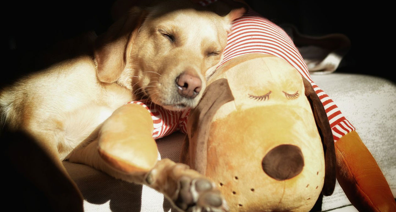 Dogs sleep differently: why rest periods and sleep are so important for dogs