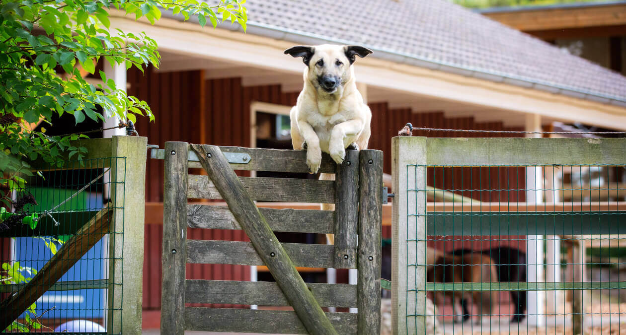 Kangal: what you should know about the Anatolian shepherd dog