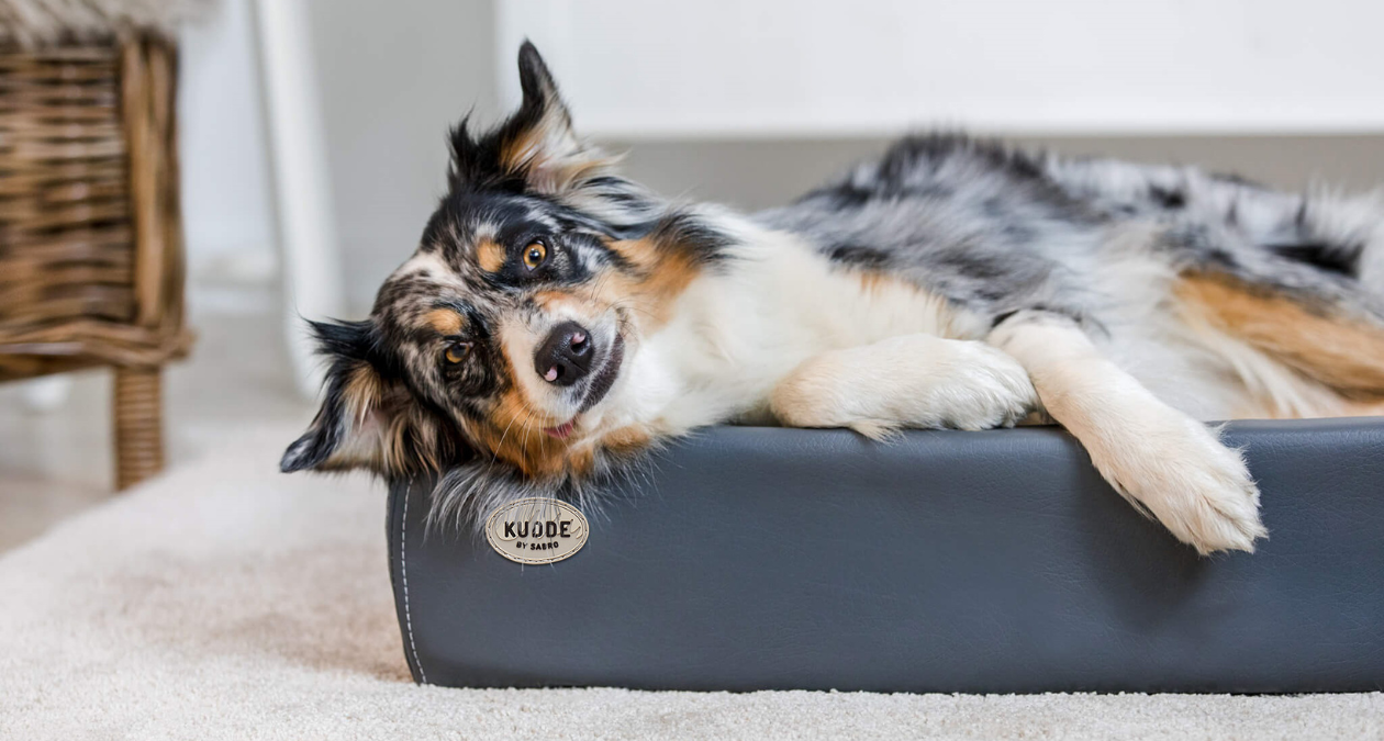 Guide to choosing the perfect dog bed