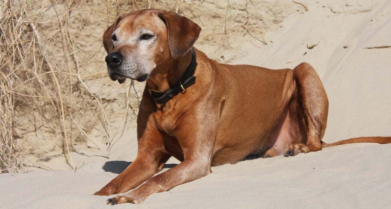 Our top tips for dogs in the heat