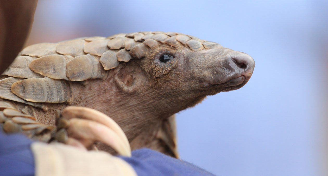 The pangolin: a critically endangered pangolin