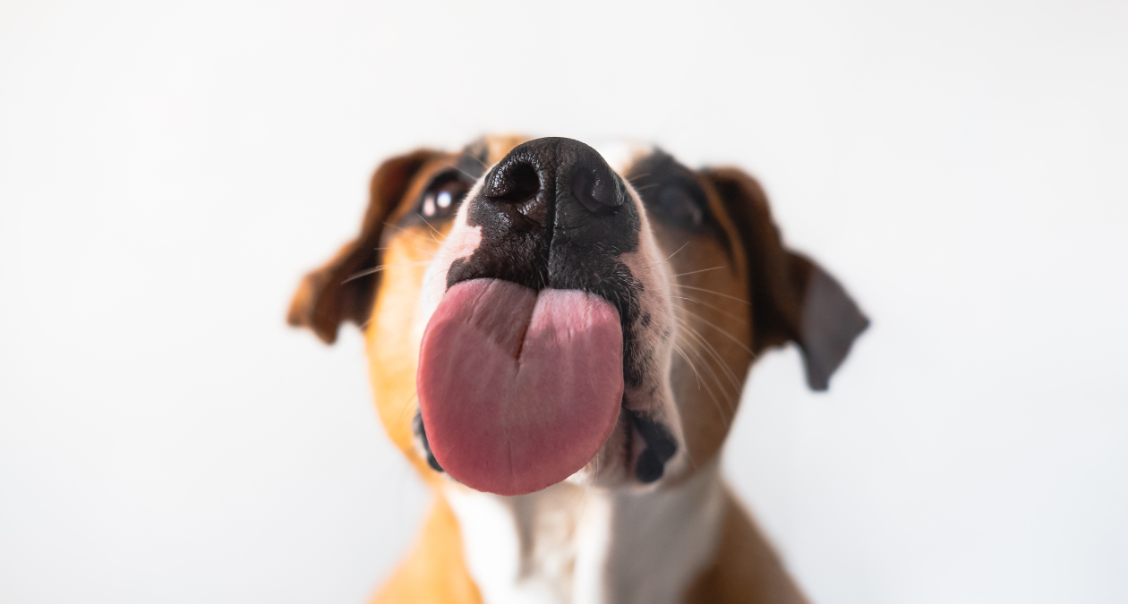 Why your dog licks its paws: Causes & home remedies