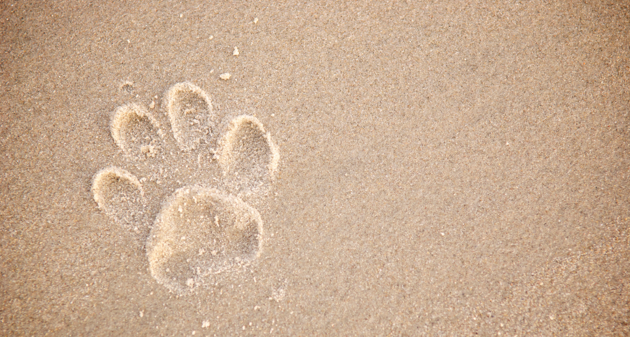 Help with paw injuries on vacation: How to give your dog first aid