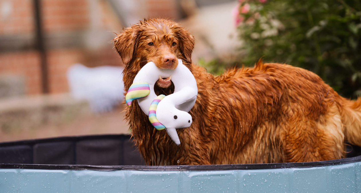 Important facts about dogs in the pool and water