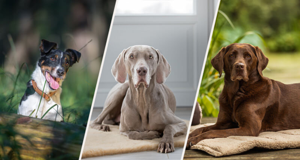 Breed portrait hunting dogs: Russell Terrier - Weimaraner - Labrador Retriever