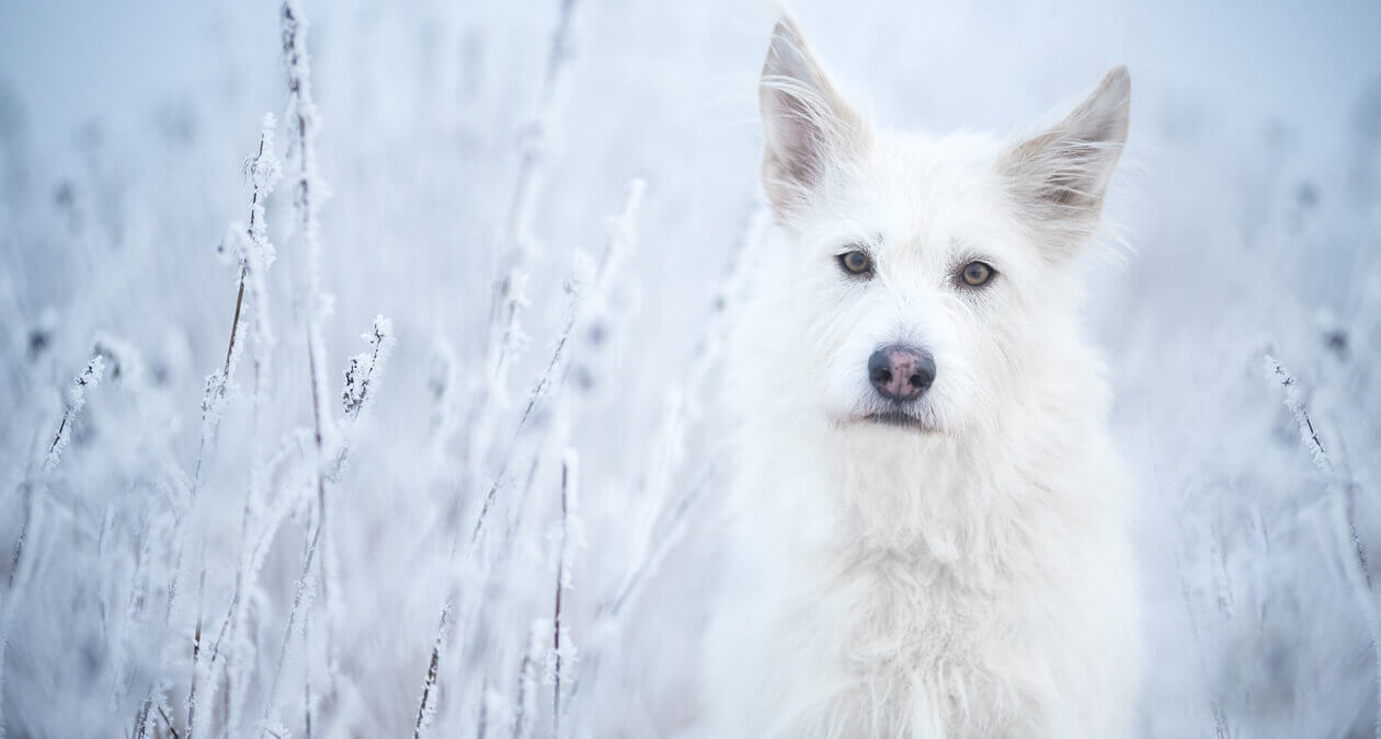 Dogs in the snow: what you need to consider when walking your dog in winter