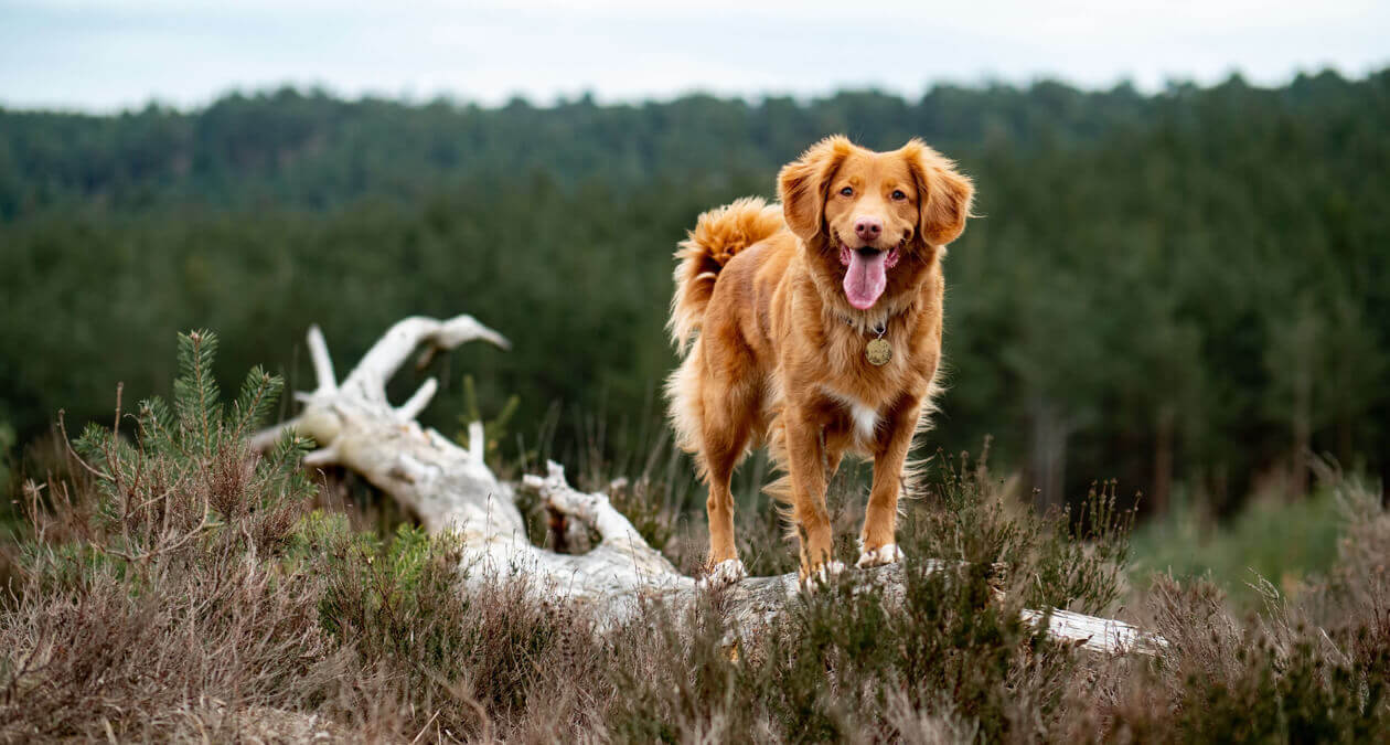 Hiking with a dog: four paws on tour