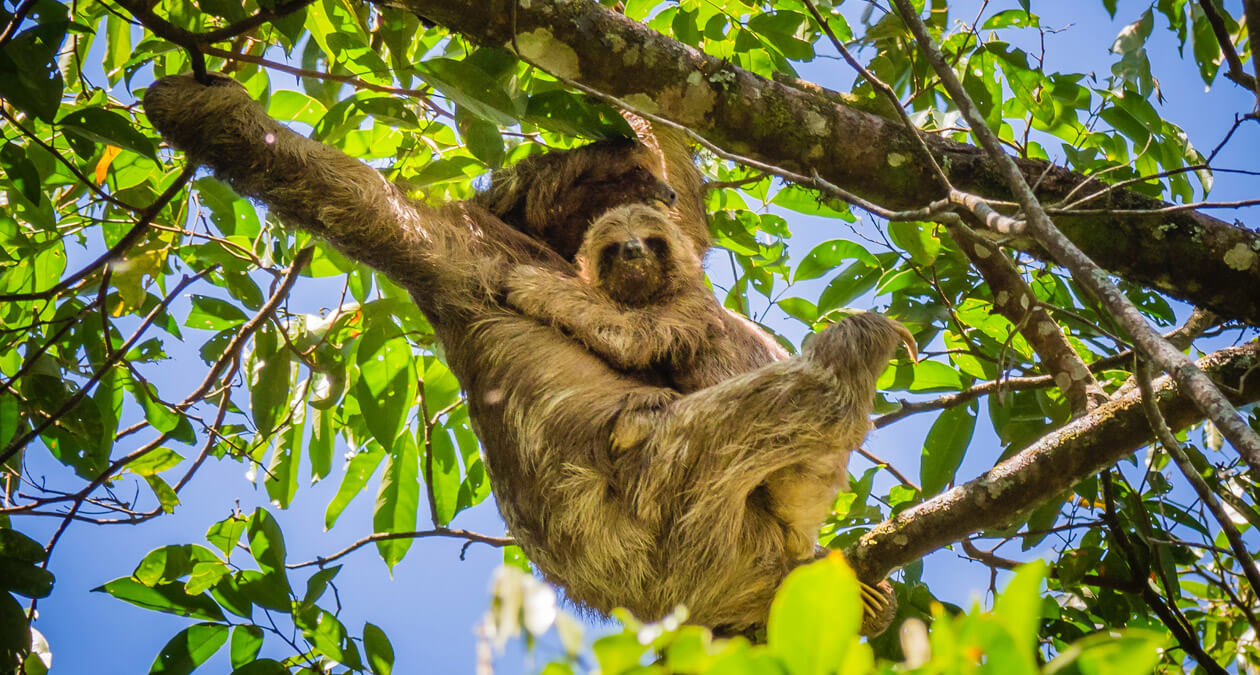 Sloths: an adorable species that we must protect