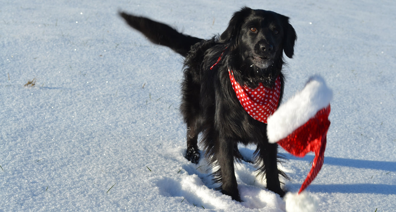 Your dog, you and the Advent season