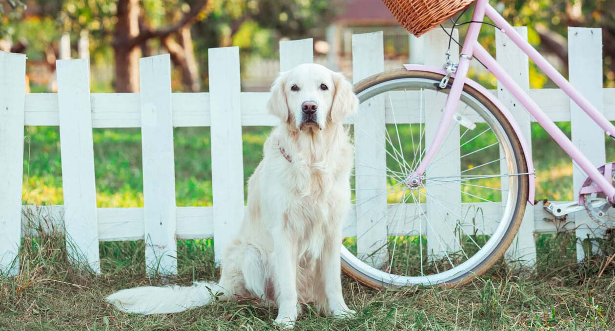 Professional tips for cycling with a dog