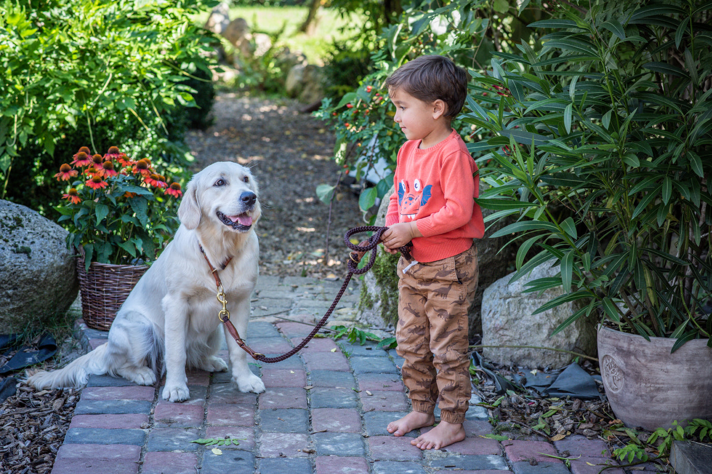 Leashes & Collars