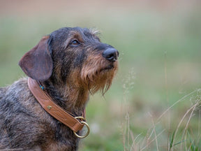 Classic Light collar