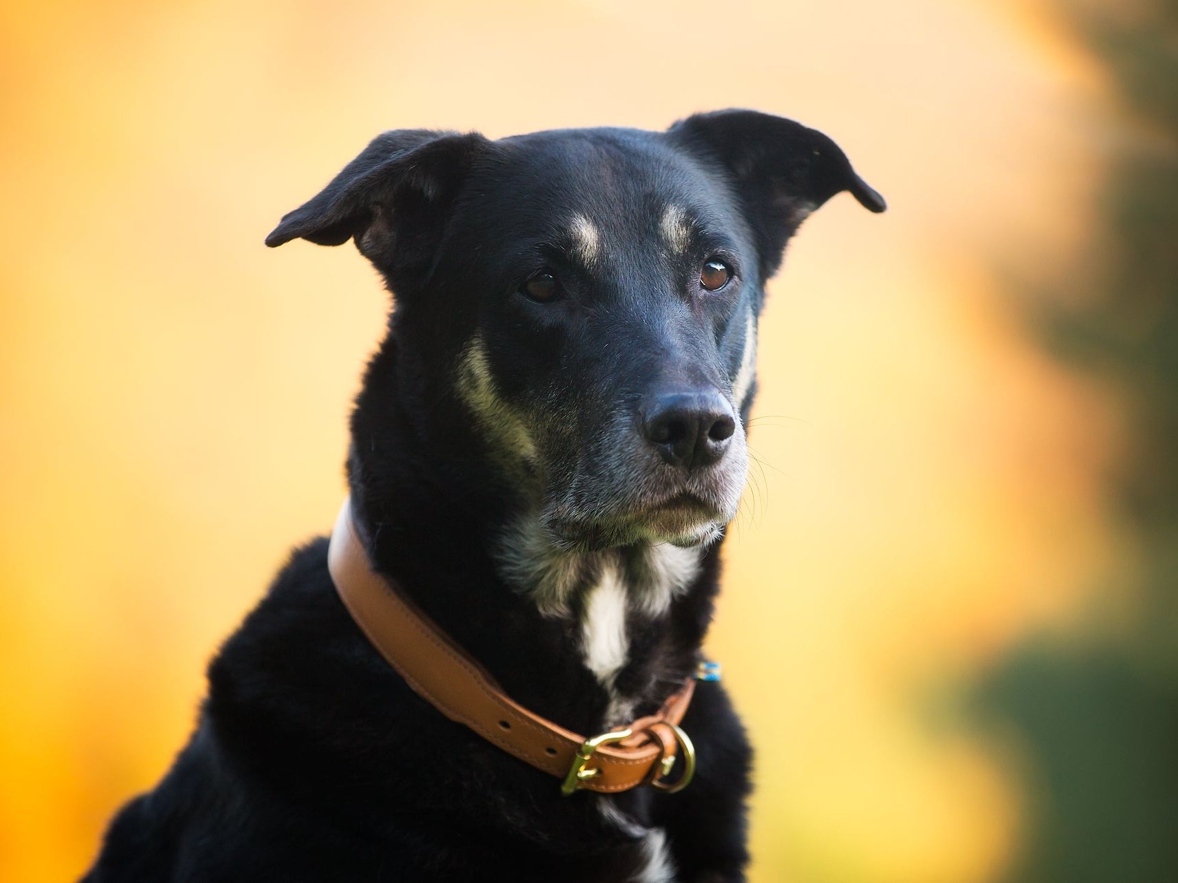 Classic Standard collar