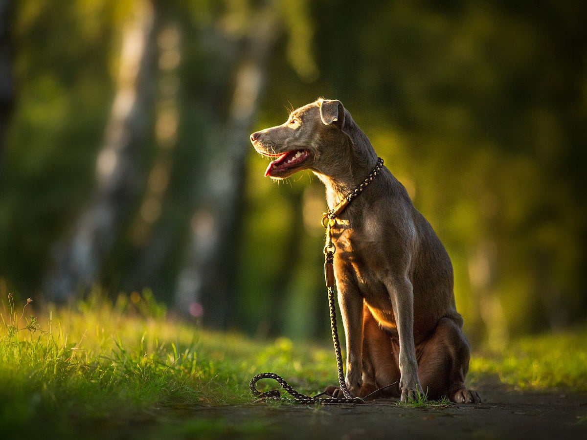 Outdoor leash with hand loop