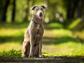 Outdoor leash with hand loop