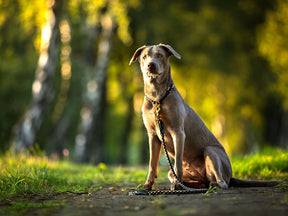 Outdoor leash with hand loop