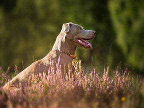 Outdoor round pull collar