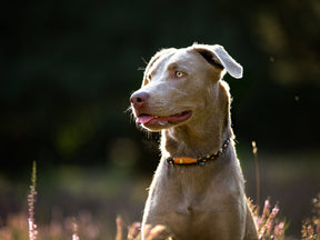 Outdoor round pull collar