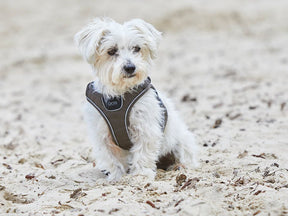 Comfort Walk Go harness