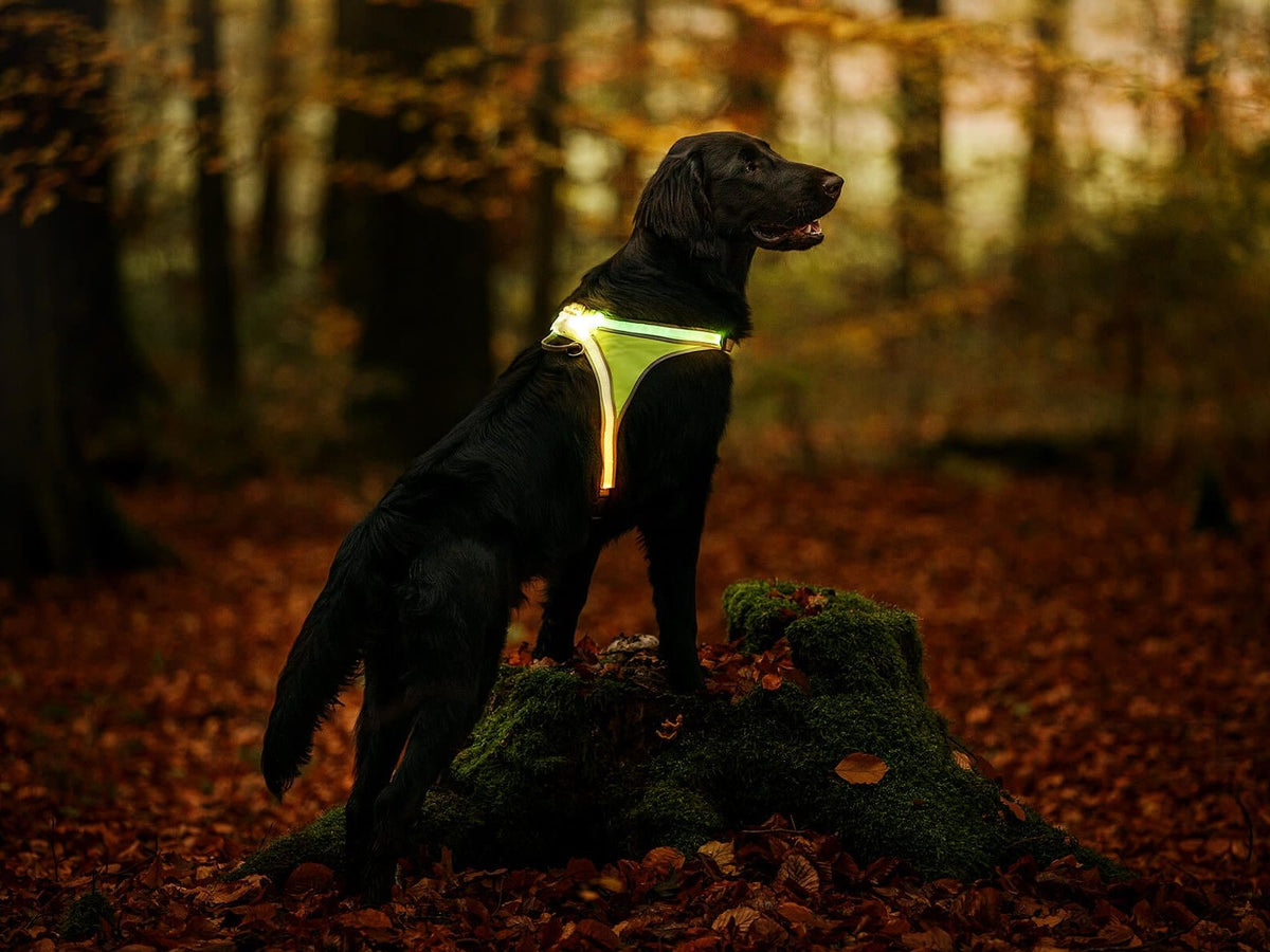 LightHound illuminated harness