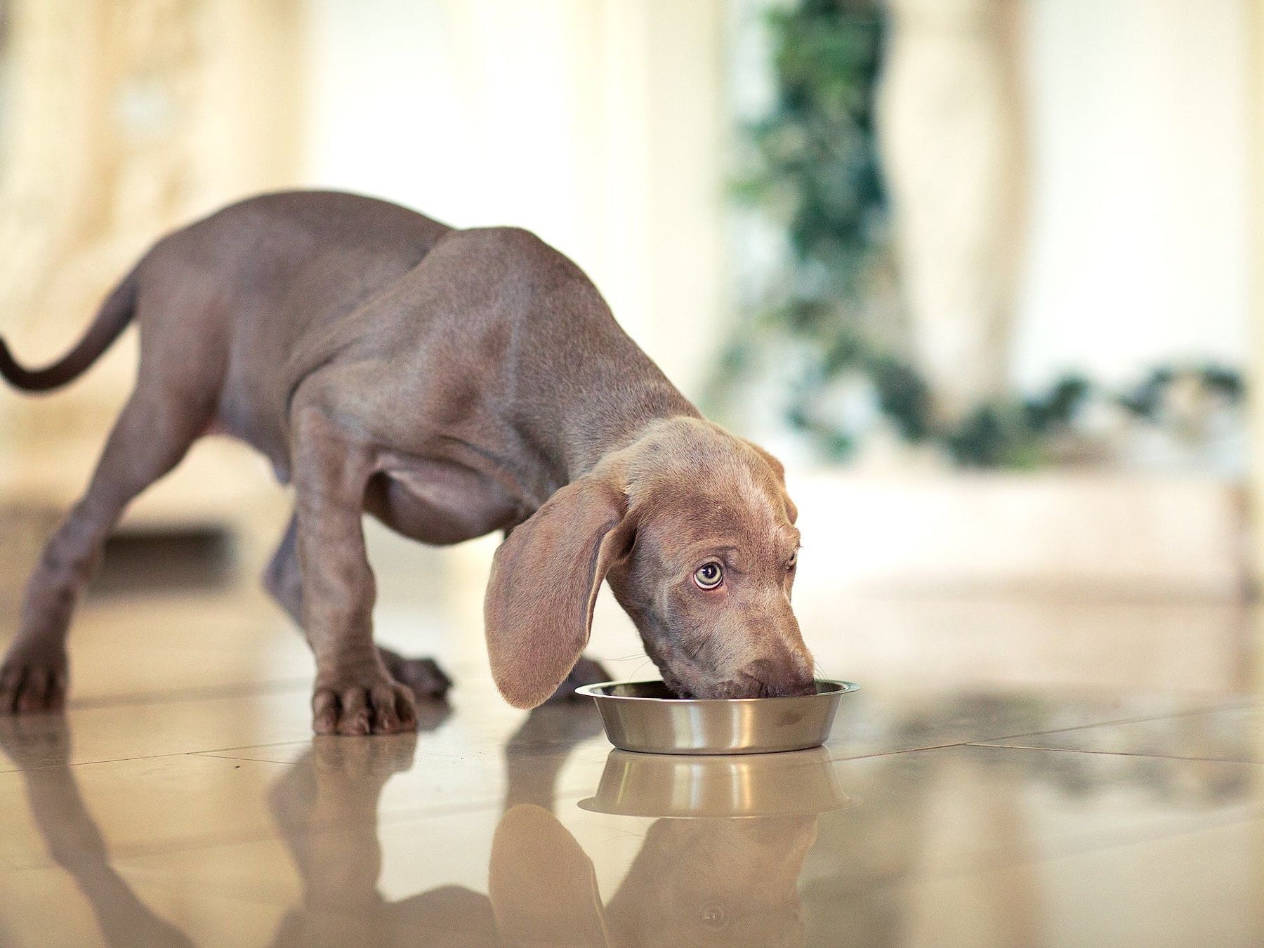 Lexi dog bowl