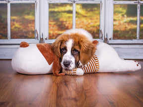 Cuddly dog Tobi