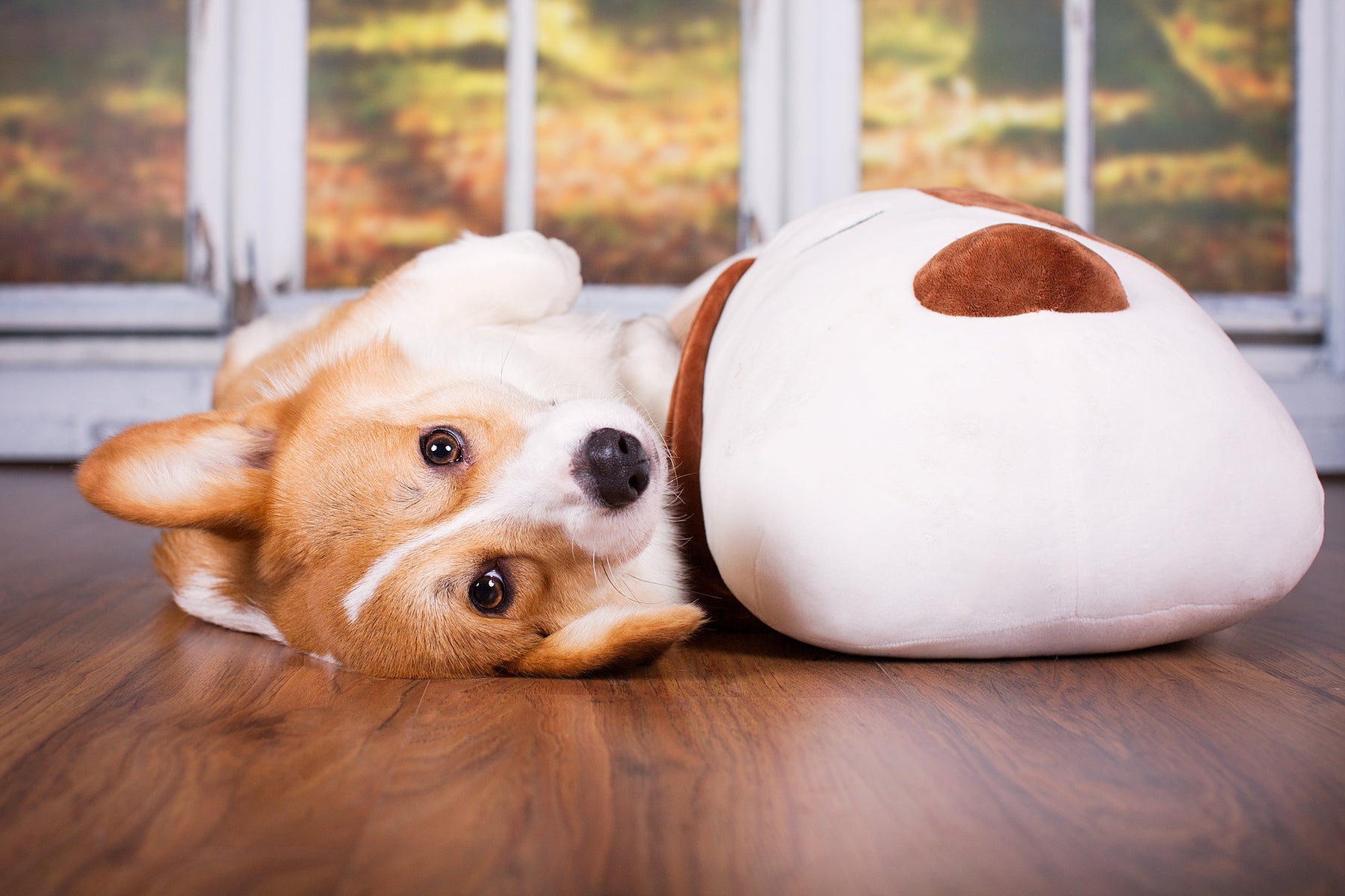 Cuddly dog TOBI