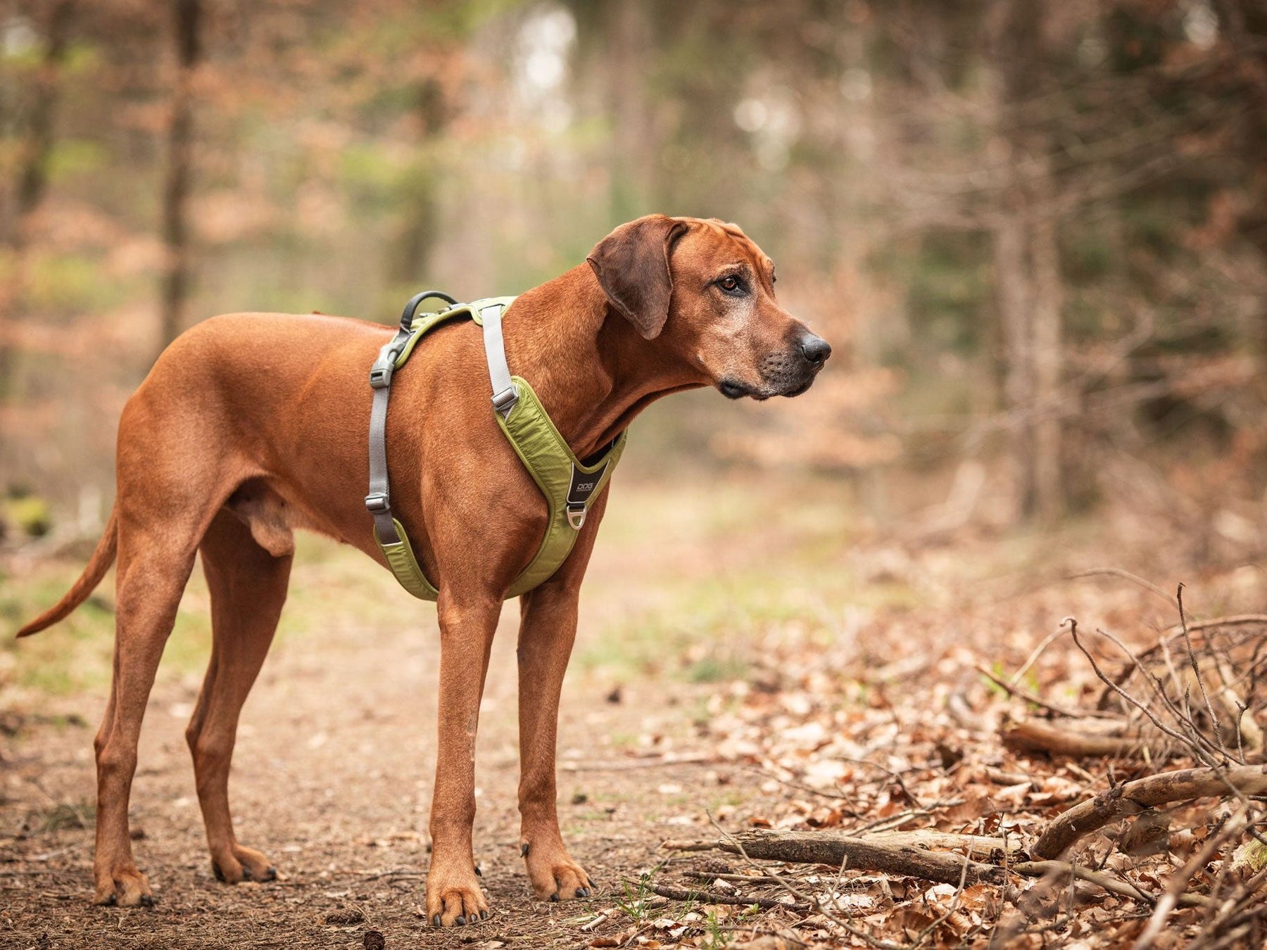 Best harness for rhodesian ridgeback hotsell