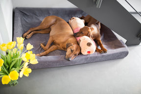 Cuddly dog TOMTE