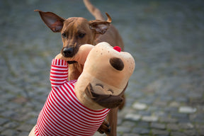 Cuddly dog TOMTE