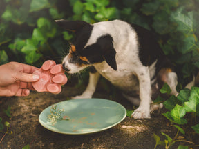 Silicone dog ice mold