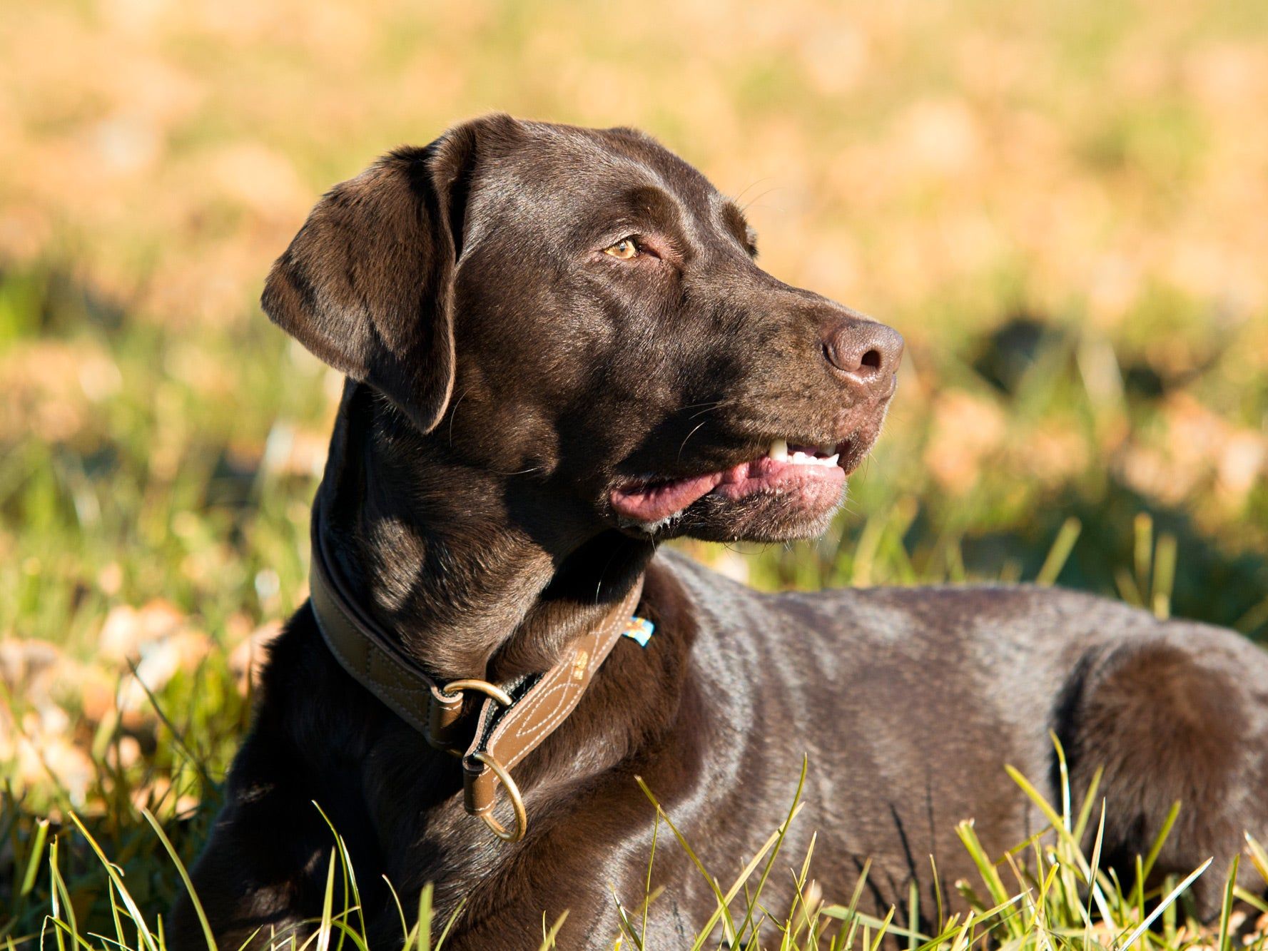 Classic Light collar