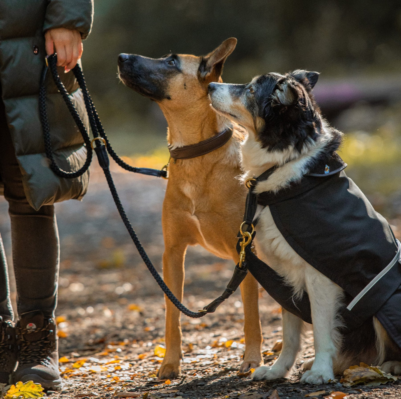 Walking dogs