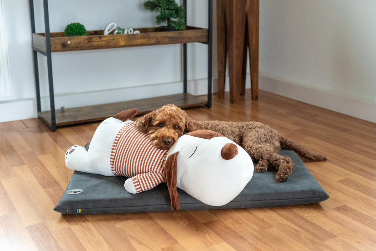 Cuddly dog TOBI