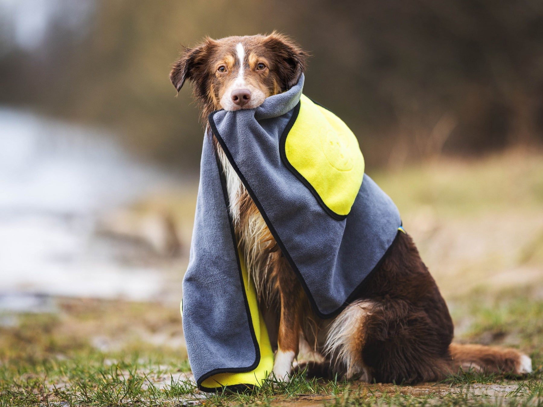 BUDDY towel for dogs