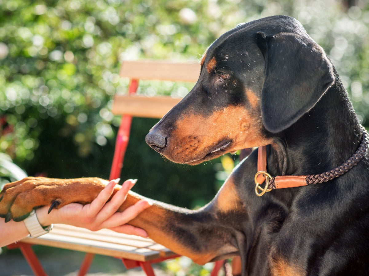 OUTDOOR round pull dog collar