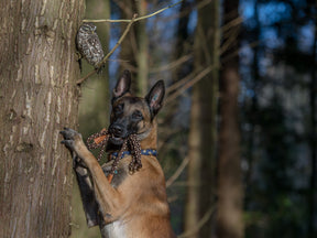 Adjustable outdoor leash