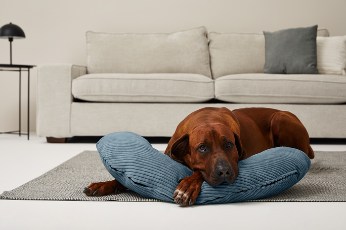 Dog cushions from Sabro Discover now! - Main Image