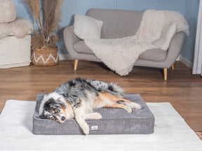 Sova floor cushion for dogs