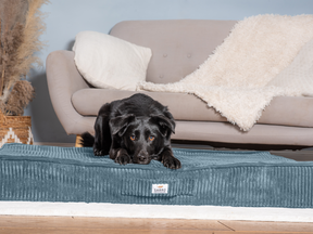 Sova floor cushion for dogs