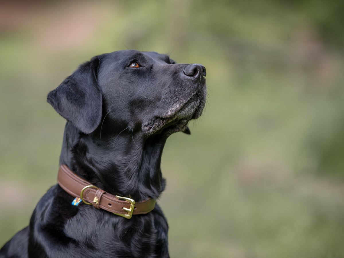 CLASSIC leather dog collar