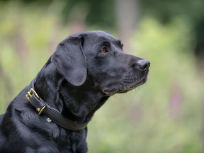 Classic Standard collar