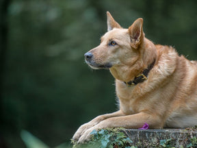 Classic Standard collar