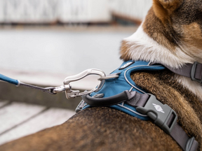 V2 Urban Trail Leash